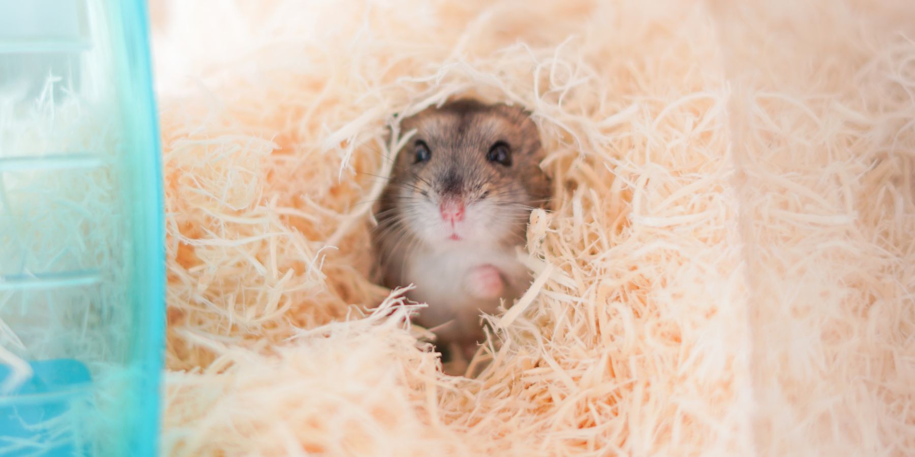 Caring for a Chinese Dwarf Hamster: Tips and Tricks