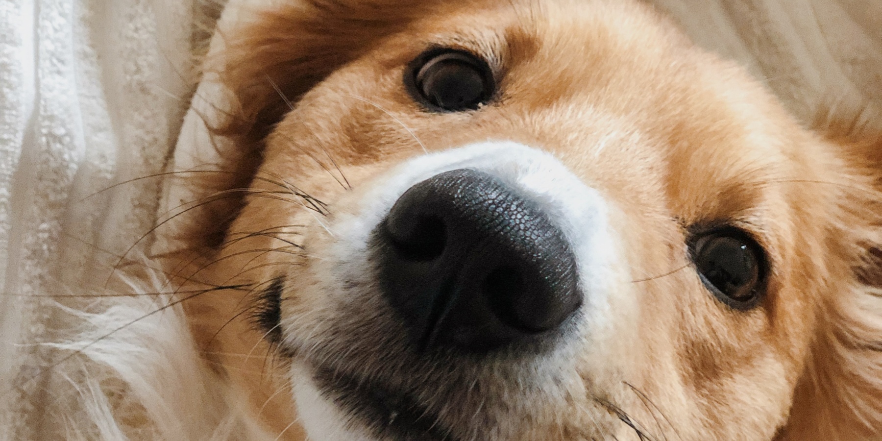 Dog Sleep Positions: What Do Dogs Prefer in Summer?