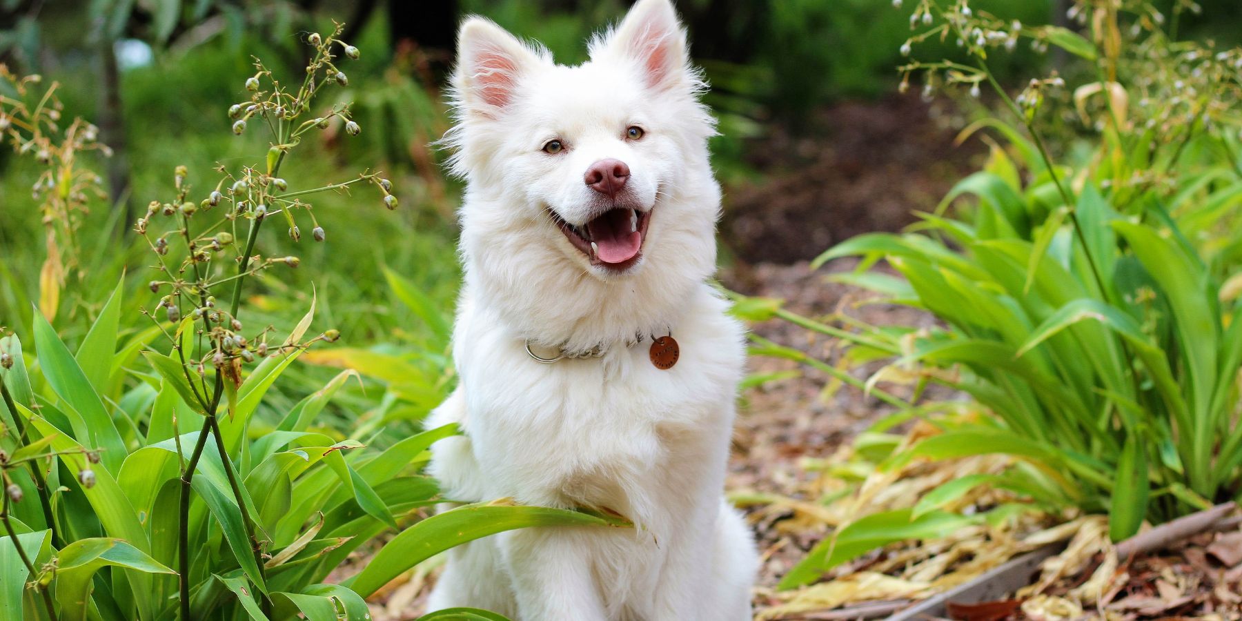 Dog Harness Vs. Collar &#8211; Safety Pros and Cons of Each